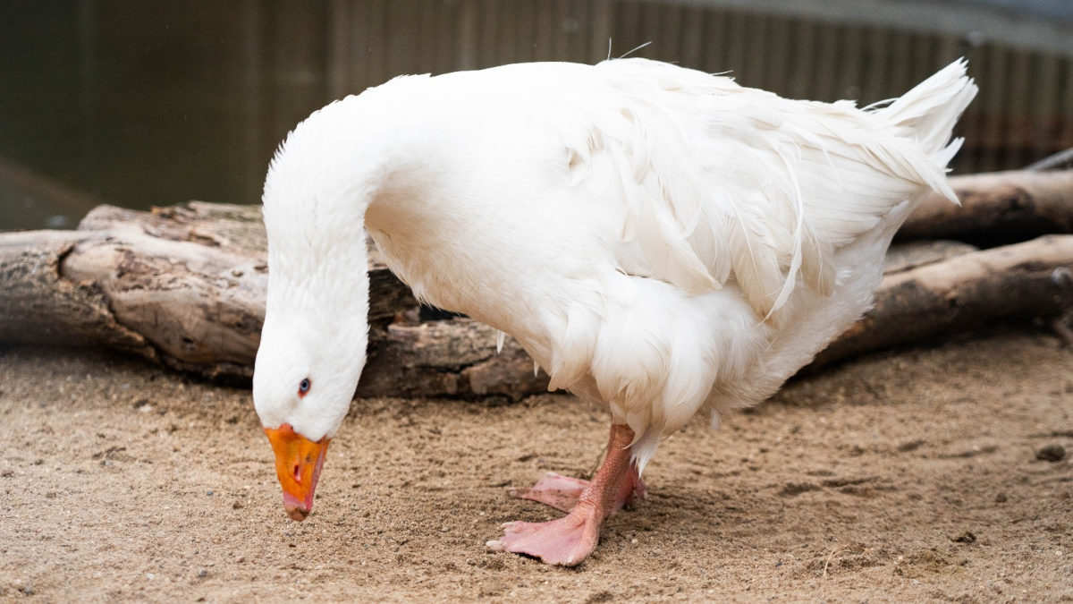 Сочи Парк Отель взял под опеку гуся в Московском зоопарке
