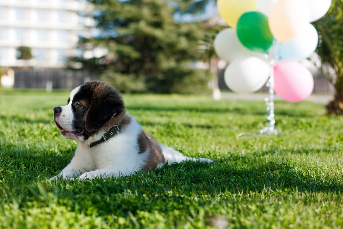 "Сочи Парк Отель" приглашает на праздничное открытие летнего сезона