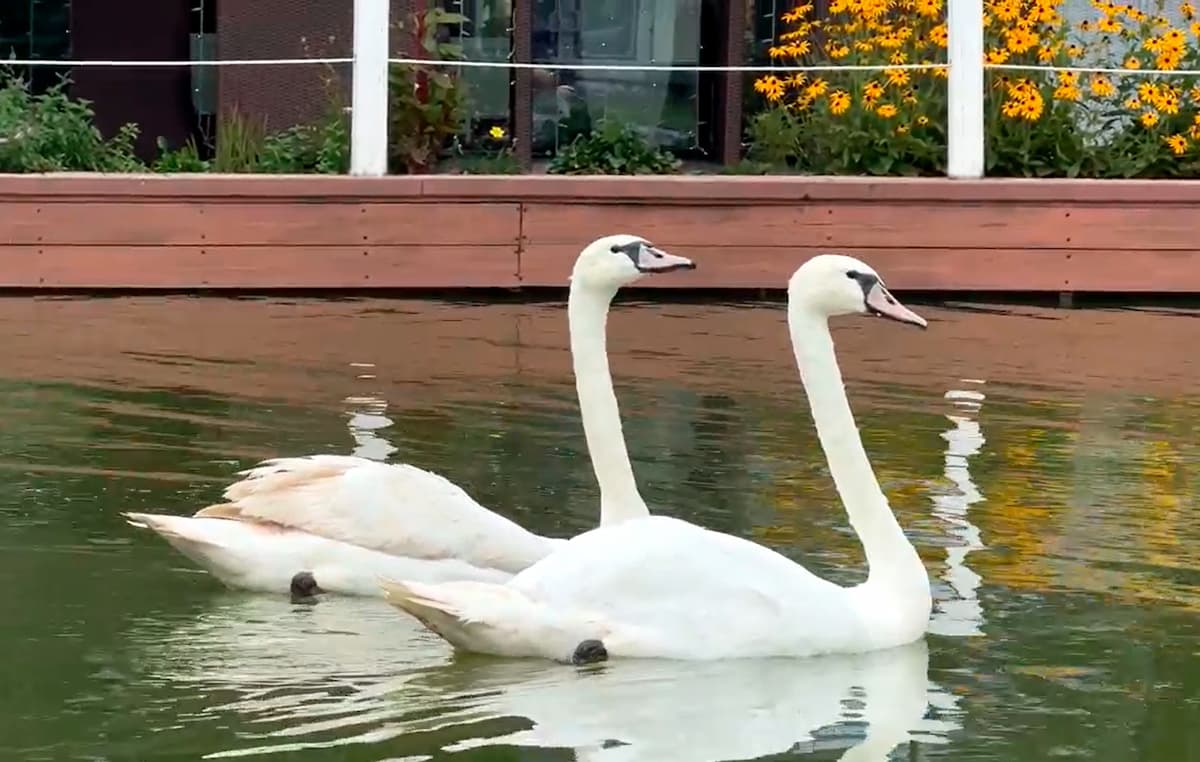 В «Сочи Парк Отеле» поселились две пары спасенных лебедей