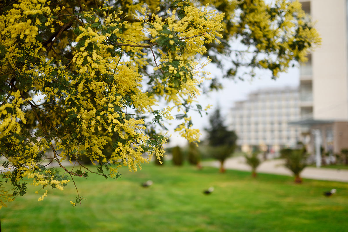 Международный День Земли Международный День Земли 2026